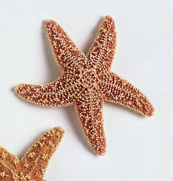 Different size of starfish