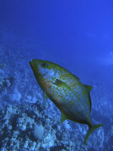 Egypt, Red Sea, a Trevally (Carangidae) swimming in reef