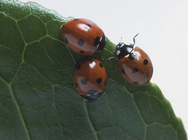 Three ladybirds sitting together on green leaf, red wing cases with black spots