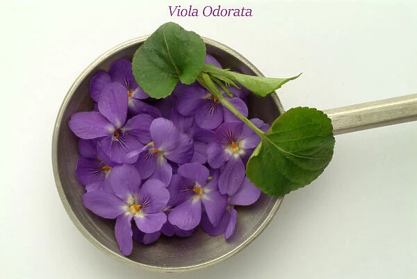 Medicinal Plant Violet. Viola Odorata. Viola Mammola