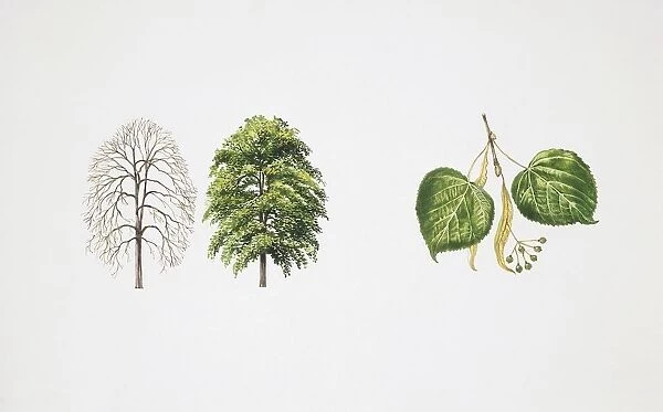 Small-leaved Lime (Tilia cordata), illustration