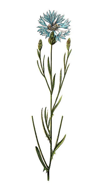 Centaurea cyanus (cornflower, bachelors button)