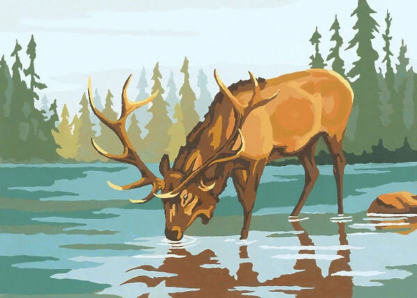 Elk Drinking Water