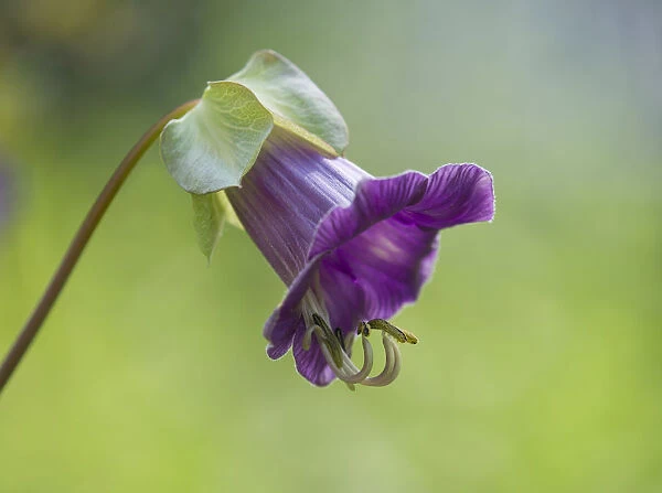 Mexican Ivy -Cobaea scandens-, flower, Thuringia, Germany