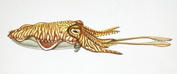 Sepia officinalis, cuttlefish, side view