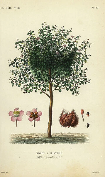 Achiote or lipstick tree, Bixa orellana, Rocou a teinture