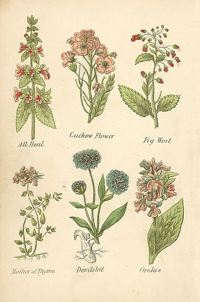 All Heal, Cuckow Flower, Fig Wort, Mother of Thyme, Devilsbit, Orchis (colour litho)