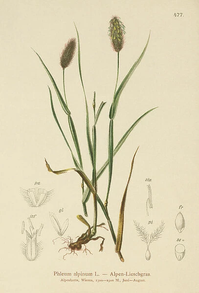 Alpine Cat s-tail (Phleum alpinum) (colour litho)