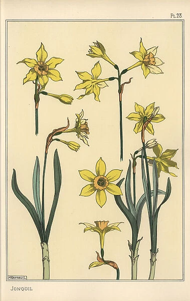 Botanical illustration of the jonquil, Narcissus jonquilla, showing parts of flower, 1897 (lithograph)