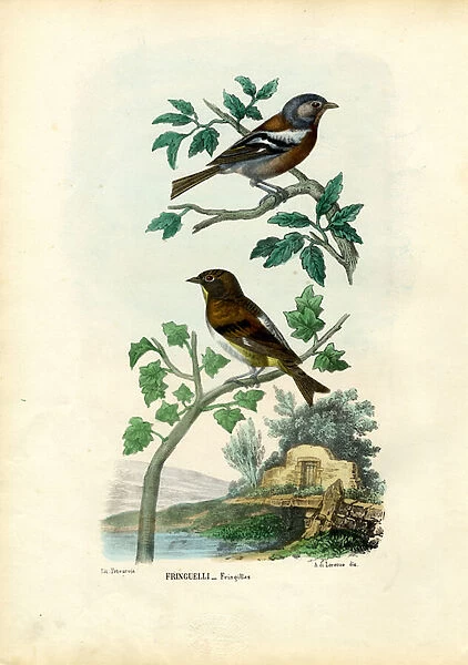 Chaffinch, 1863-79 (colour litho)