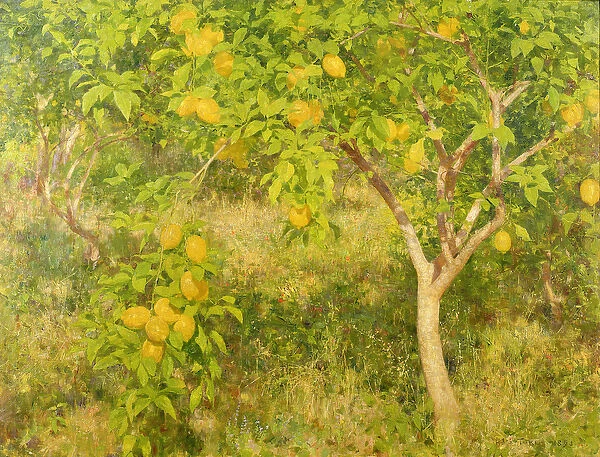 The Lemon Tree, 1893