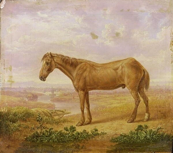 Old Billy, a Draught Horse, Aged 62 (oil on panel)