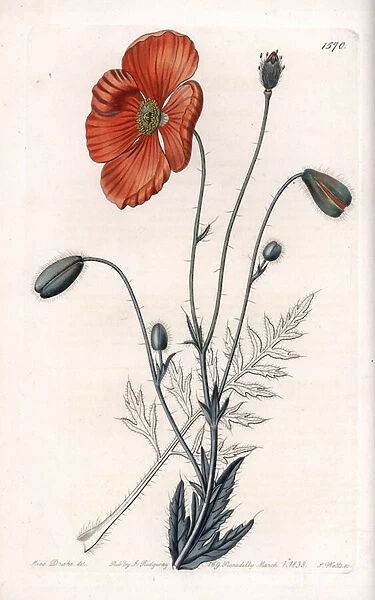Persian Poppy Variete - Engraved by S. Watts, from an illustration by Sarah Anne Drake (1803-1857), from the Botanical Register of Sydenham Edwards (1768-1819), England, 1833 - Persian poppy, Papaver persicum - Engraving by S