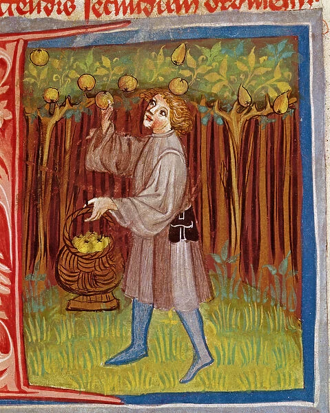 Picking fruit, from Opus Ruralium Commodorum by Pietro Crescenzi (1230-1321