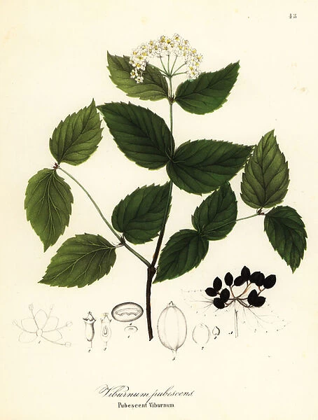 Pubescent viburnum, Viburnum pubescens