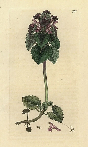 Red deadnettle, Lamium purpureum Handcoloured copperplate engraving after a drawing by James Sowerby for James Smith's English Botany, 1800