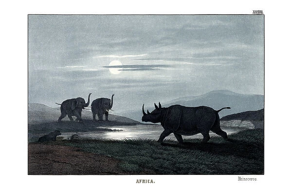 Rhinoceros, 1860 (colour litho)