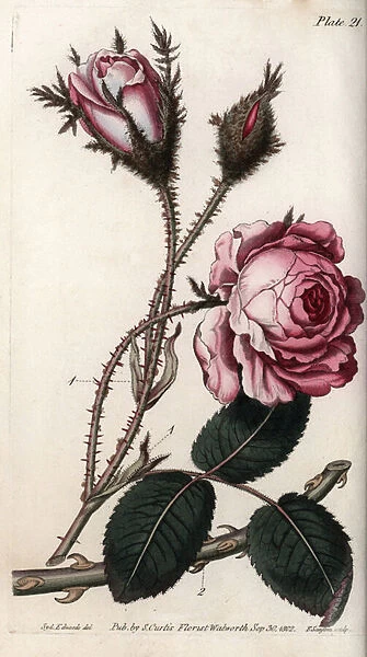 Rose, rose flower hundred leaves. Coloured copper engraving, illustration by Sydenham Edwards (1768-1819) for Conferences of Botanical, Botanical Garden of Lambeth (England), 1805, by William Curtis (1746-1799). Rose, Rosa centifolia