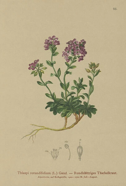 Round-leaved Pennycress (Thlaspi rotundifolium, Noccaea rotundifolia