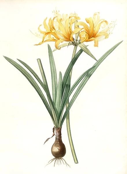 Amaryllis aurea, Lycoris aurea; Amaryllis doree; Golden Spider Lily, Golden hurricane