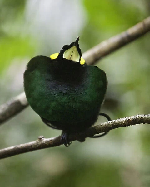 Diphyllodes respublica, Wilson's Bird-of-paradise, West Papua