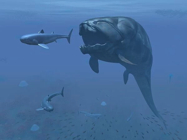 A prehistoric Dunkleosteus fish prepares to eat a primitive shark
