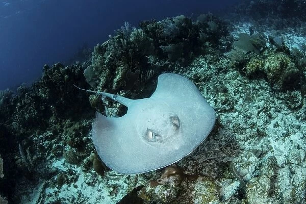 A roughtail stingray swims over the seafloor near Turneffe Atoll
