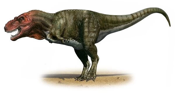 Tyrannosaurus rex, a prehistoric era dinosaur