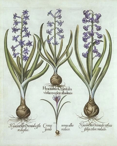 Hyacinths and an Autumn Crocus, from Hortus Eystettensis, by Basil Besler (1561-1629), pub