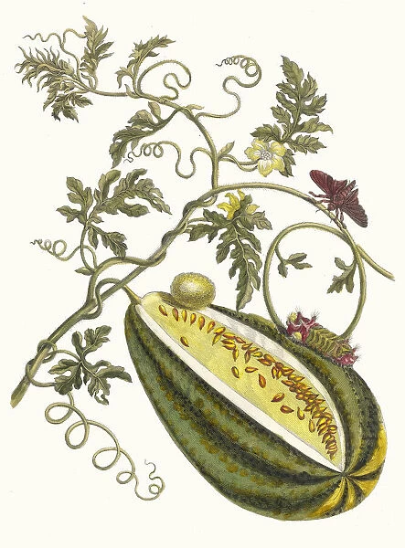 Melon d Eau. From the Book Metamorphosis insectorum Surinamensium, 1705
