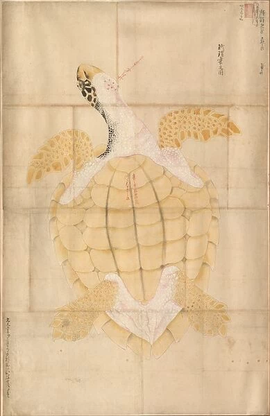 Tortoise, 18th century. Creator: Unknown