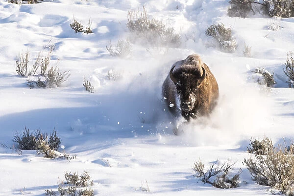 Bison running in snow in Yellowstone National Park, USA
