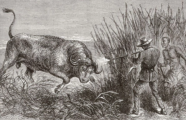 Buffalo Hunting In Africa In The 1860 s. From L univers Illustre Published In Paris In The 1868