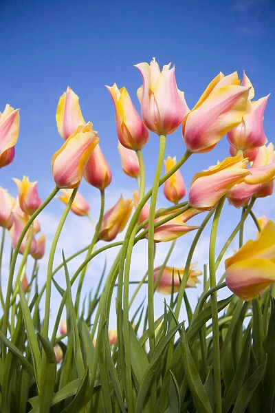 Delicate pink and yellow tulips, Wooden Shoe Tulip Farm, Oregon, USA