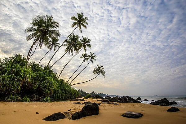 Palm trees, rocks and sand on the Indian Ocean shore of Kumu Beach, Balapitiya, Sri Lanka