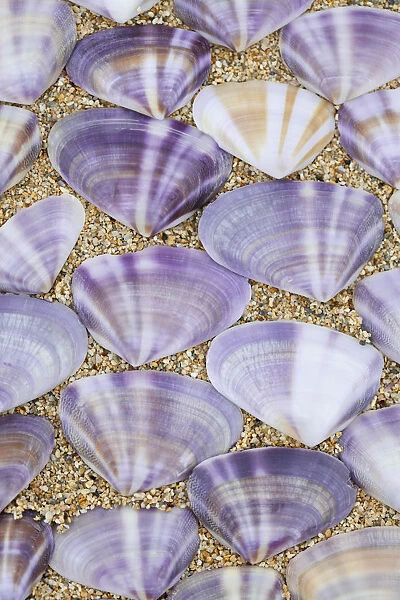 Seashells laying in rows in the sand; Oahu hawaii united states of america