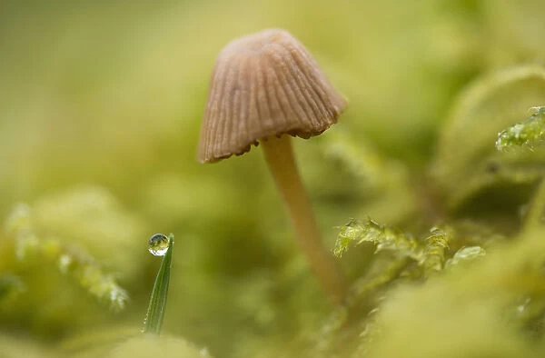 A Tiny Mushroom Grows In The Moss; Astoria, Oregon, United States Of America