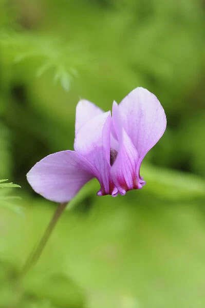 1 Alpine Beauty in Nature Beginning Bloom Botany