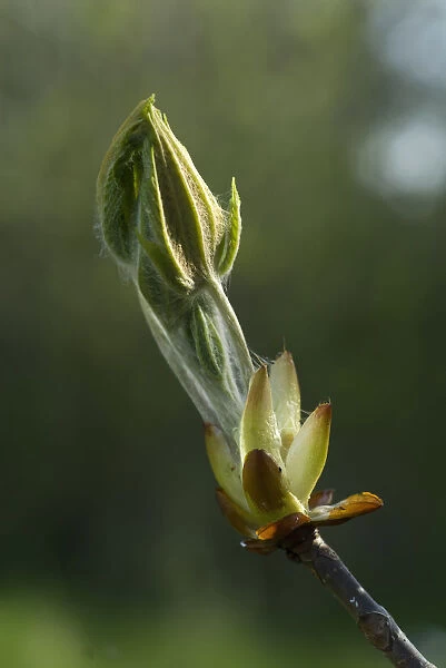 aesculus hippocastanum, horse chestnut
