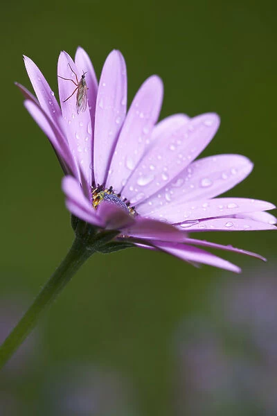 African daisy, Osteospermum Serenity purple, Close side view of a mauve flower with