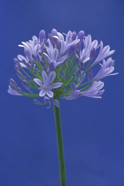 Agapanthus, Studio shot of single flower against a blue background