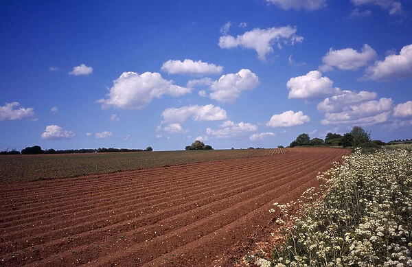 agriculture, crops, newly prepared potato field in norfolk england