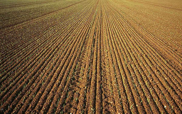 agriculture, wheat, early green shots of winter wheat. england norfolkshire norfolk