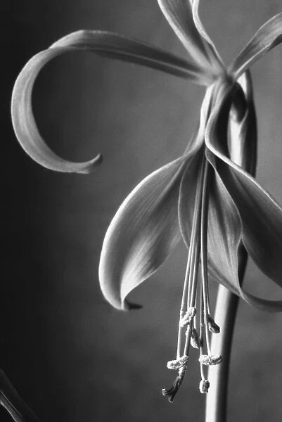 AKU_0030. Sprekelia formosissima. Jacobean lily. Black & white