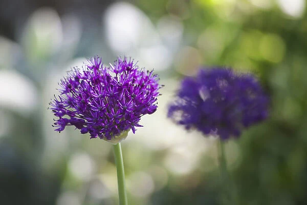 Allium, Allium cultivar, two purple coloured flowerheads growing outdoor