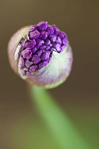 allium, allium hollandicum purple sensation