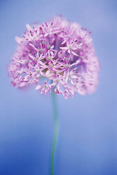 TS_18. Allium giganteum. Allium. Pink subject. Blue b / g