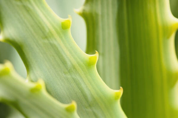 Aloe, close up of spiky leaves