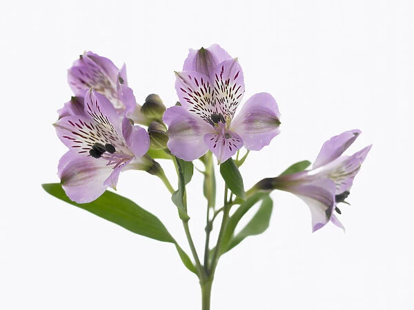 alstroemeria cultivar, alstroemeria, peruvian lily
