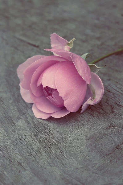 AMF_0040. Rosa La Reine Victoria. Rose. Pink subject